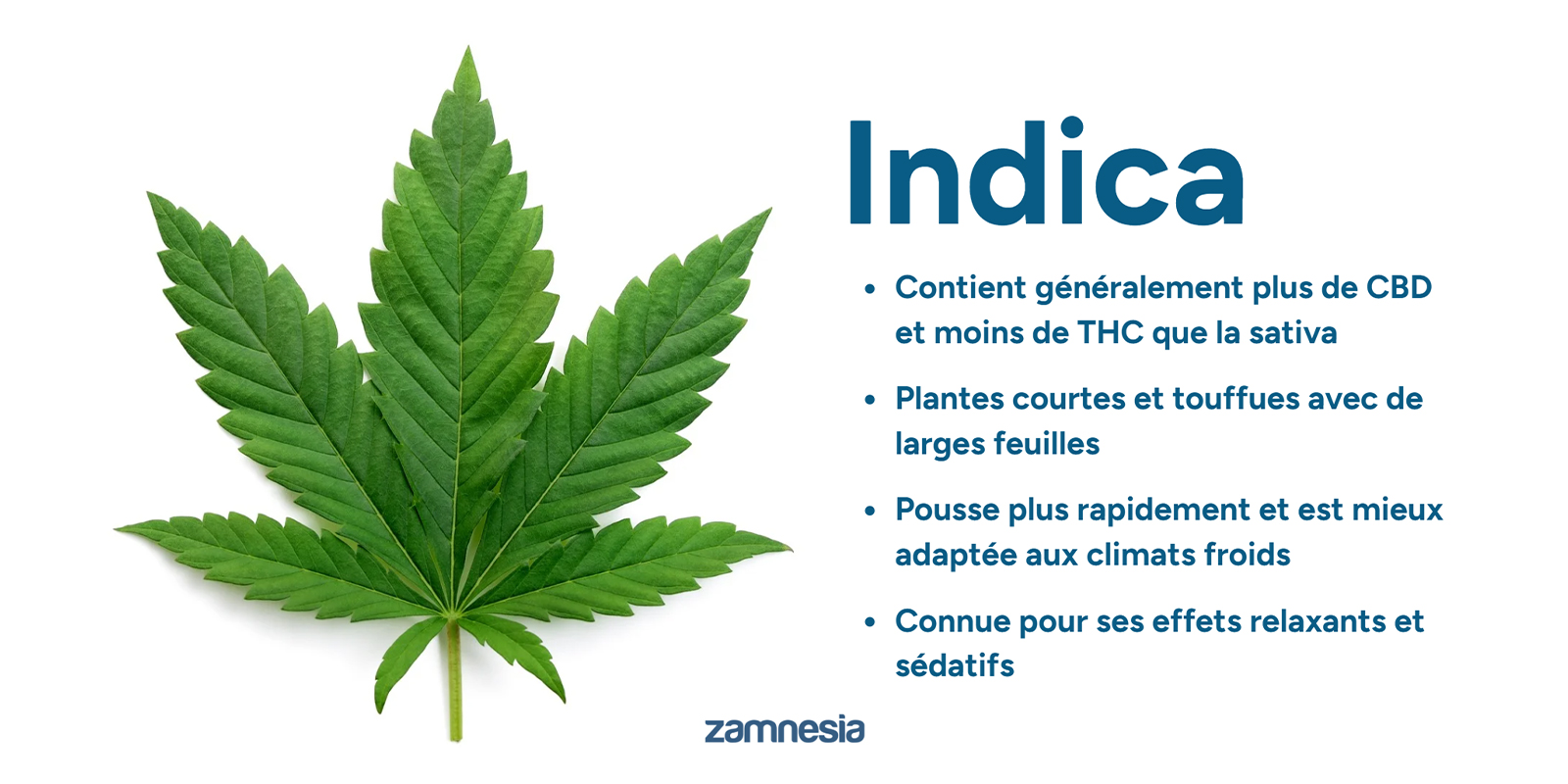 Comprendre le Cannabis indica : les bases