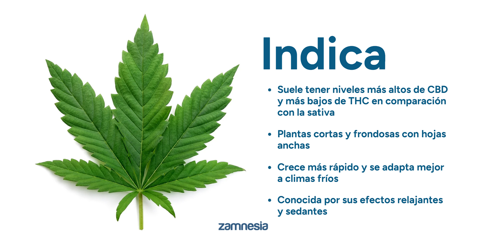 Comprendre le Cannabis indica : les bases