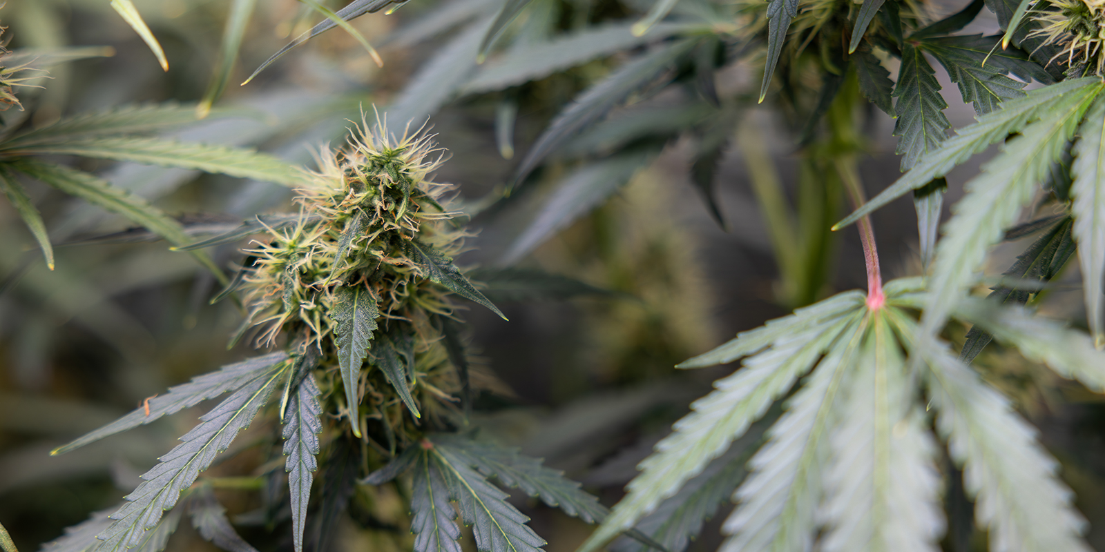 Cannabis sativa : une lecture contemporaine Cannabis sativa : une lecture contemporaine