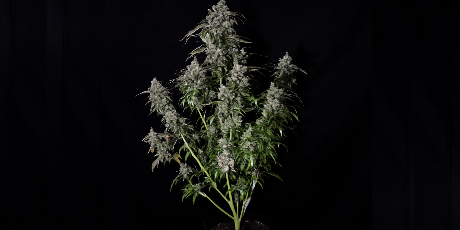 Comment reconnaître une plante sativa Comment reconnaître une plante sativa