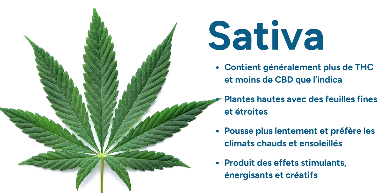 Comprendre Cannabis sativa