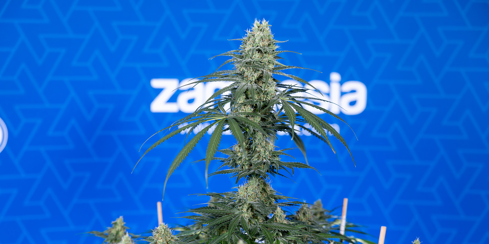 Taille typique et durée de floraison Taille typique et durée de floraison