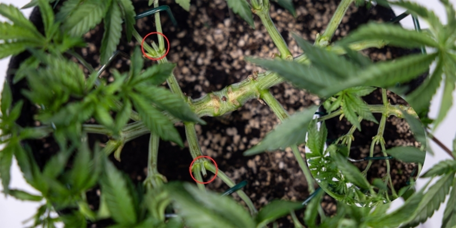 Peut-on étêter le cannabis plusieurs fois ? Peut-on étêter le cannabis plusieurs fois ?