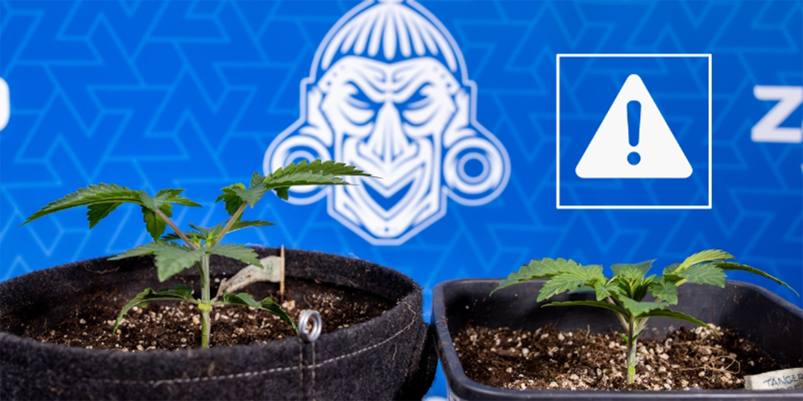 Erreurs fréquentes lors de l’étêtage du cannabis Erreurs fréquentes lors de l’étêtage du cannabis