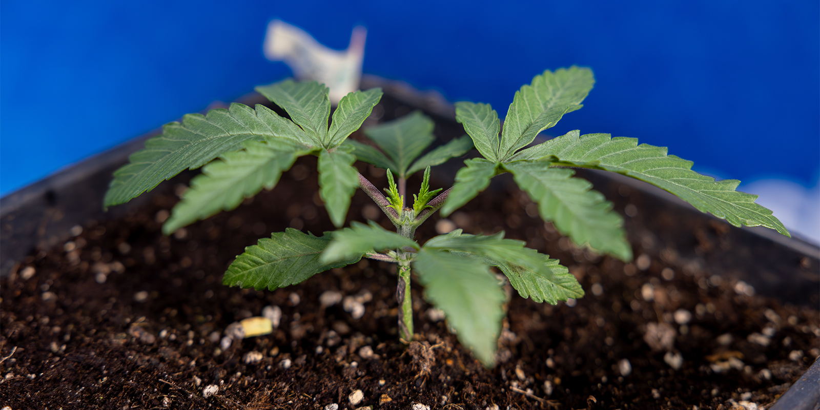 L’étêtage du cannabis en vaut-il la peine ? L’étêtage du cannabis en vaut-il la peine ?