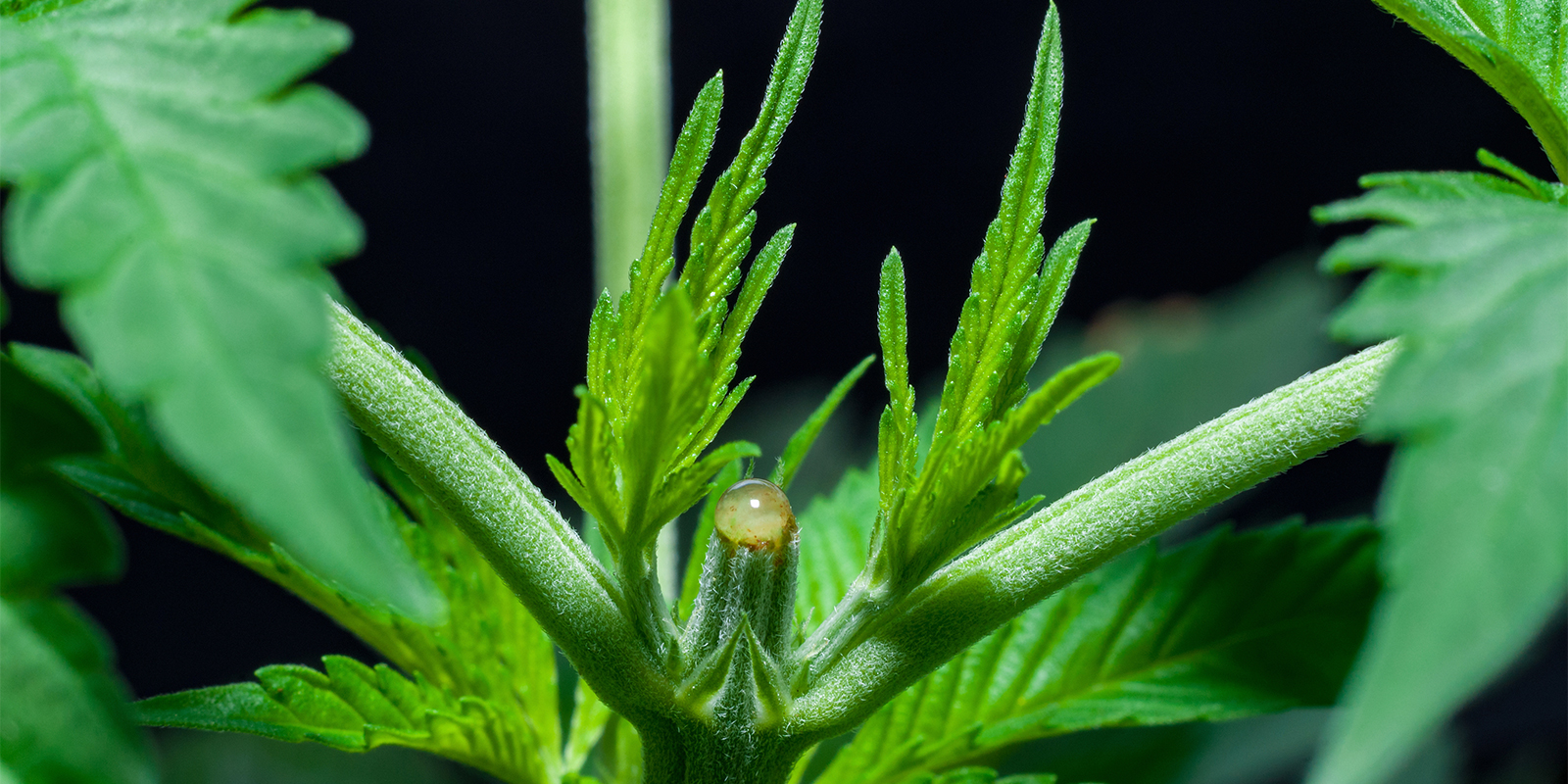 Récupération post-étêtage et soins aux plants Récupération post-étêtage et soins aux plants