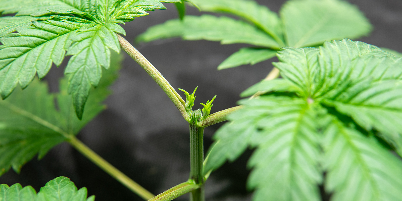 Étetage des autofleurissantes vs photopériodiques Étetage des autofleurissantes vs photopériodiques