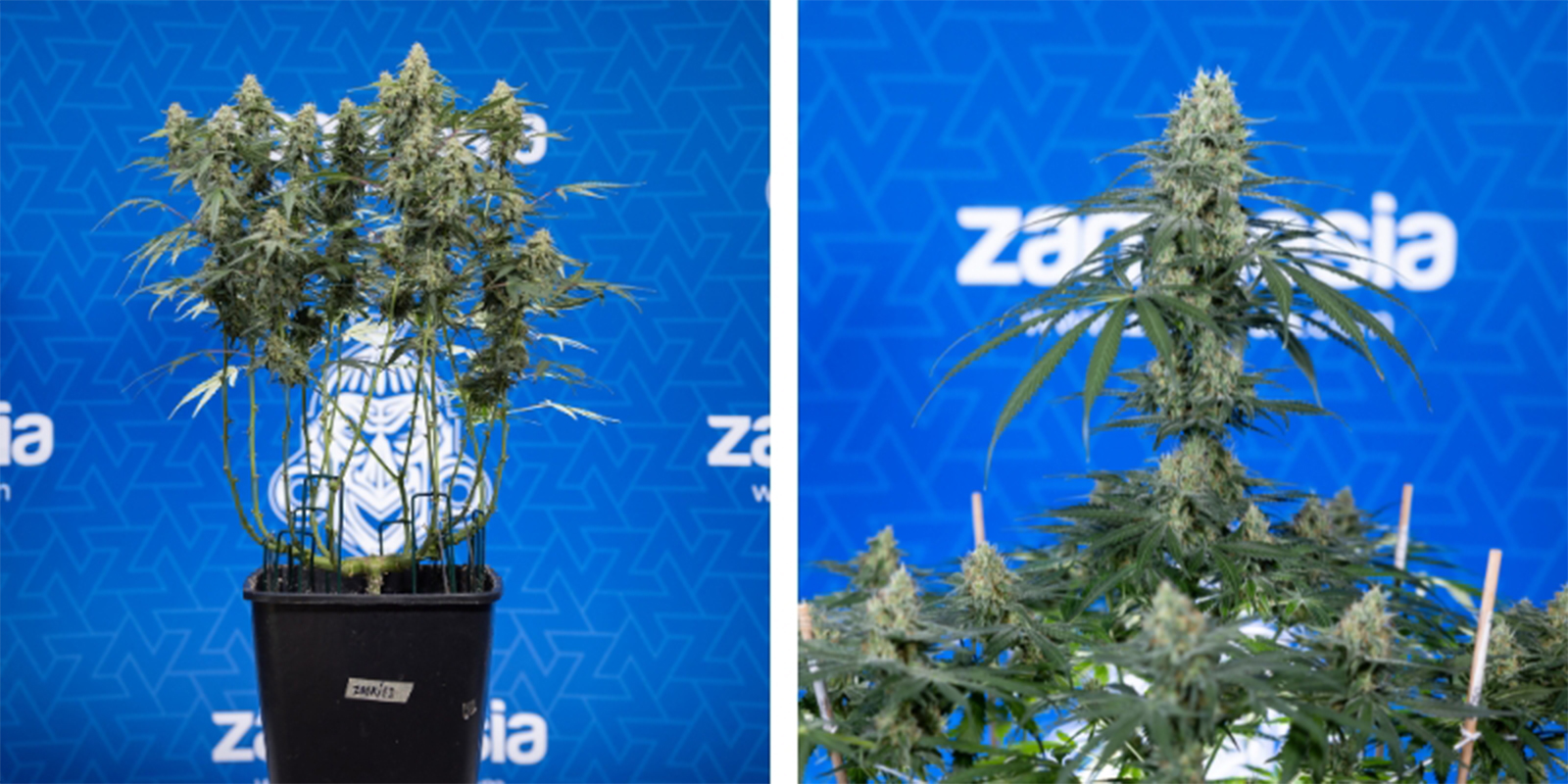 Étêtage vs non-étêtage Étêtage vs non-étêtage