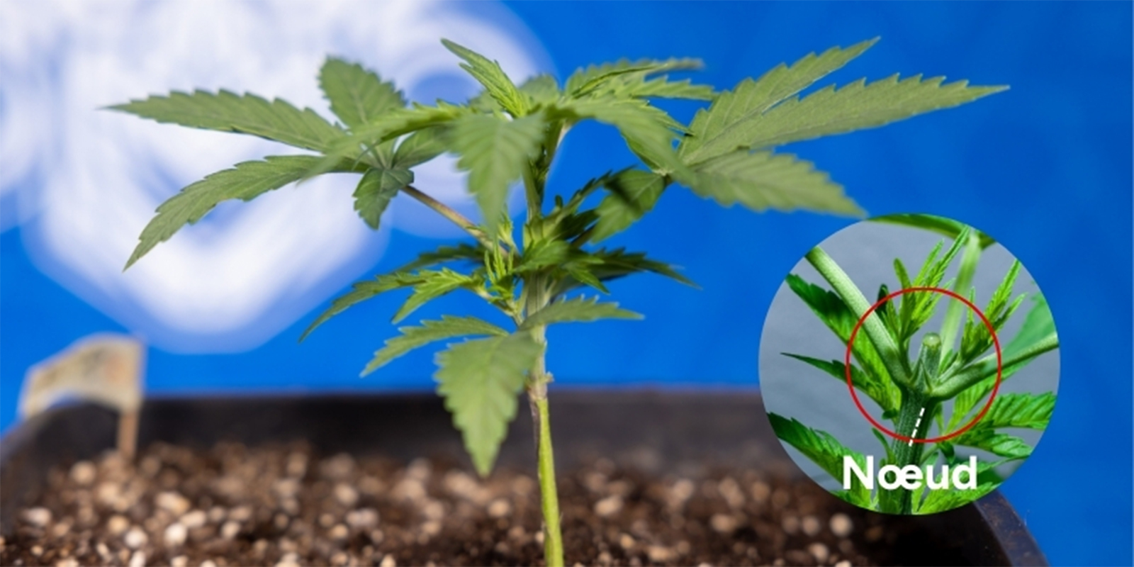 Quand étêter le cannabis Quand étêter le cannabis