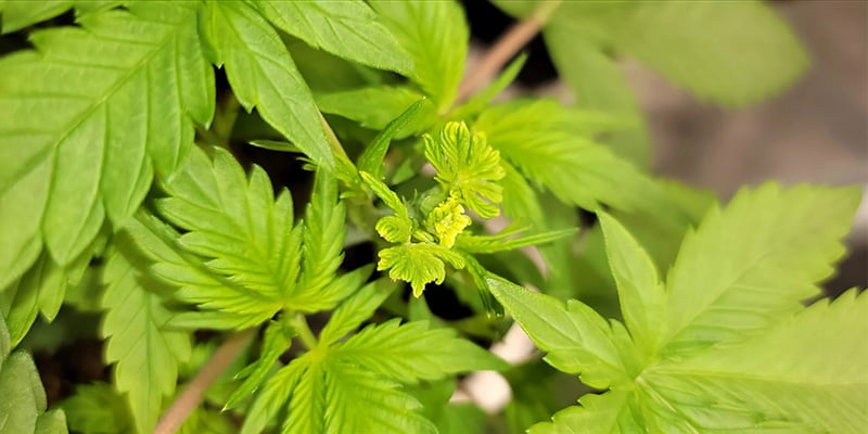 Le fimming est-il la meilleure méthode de taille pour le cannabis ?
