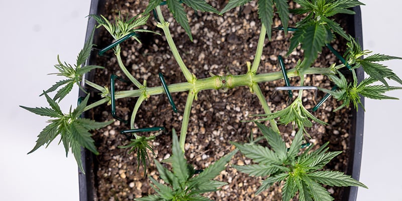 Low Stress Training (LST)