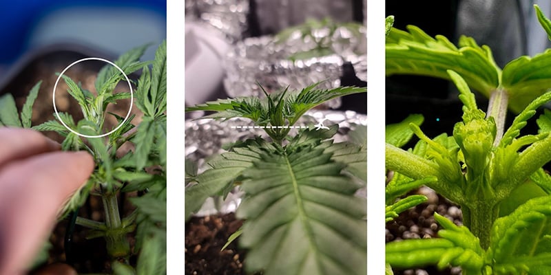 Étape par étape : comment faire le fimming du cannabis