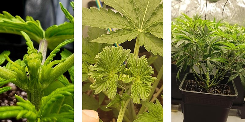 Pourquoi fim le cannabis ?