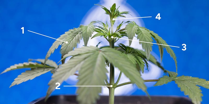 Signes indiquant que votre plante est prête pour le fimming Signes indiquant que votre plante est prête pour le fimming