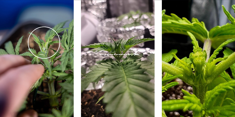 Étape par étape : comment faire le fimming du cannabis Étape par étape : comment faire le fimming du cannabis