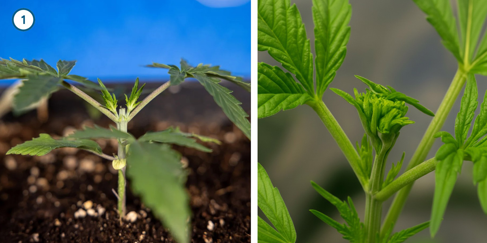 Techniques de palissage précoce Techniques de palissage précoce