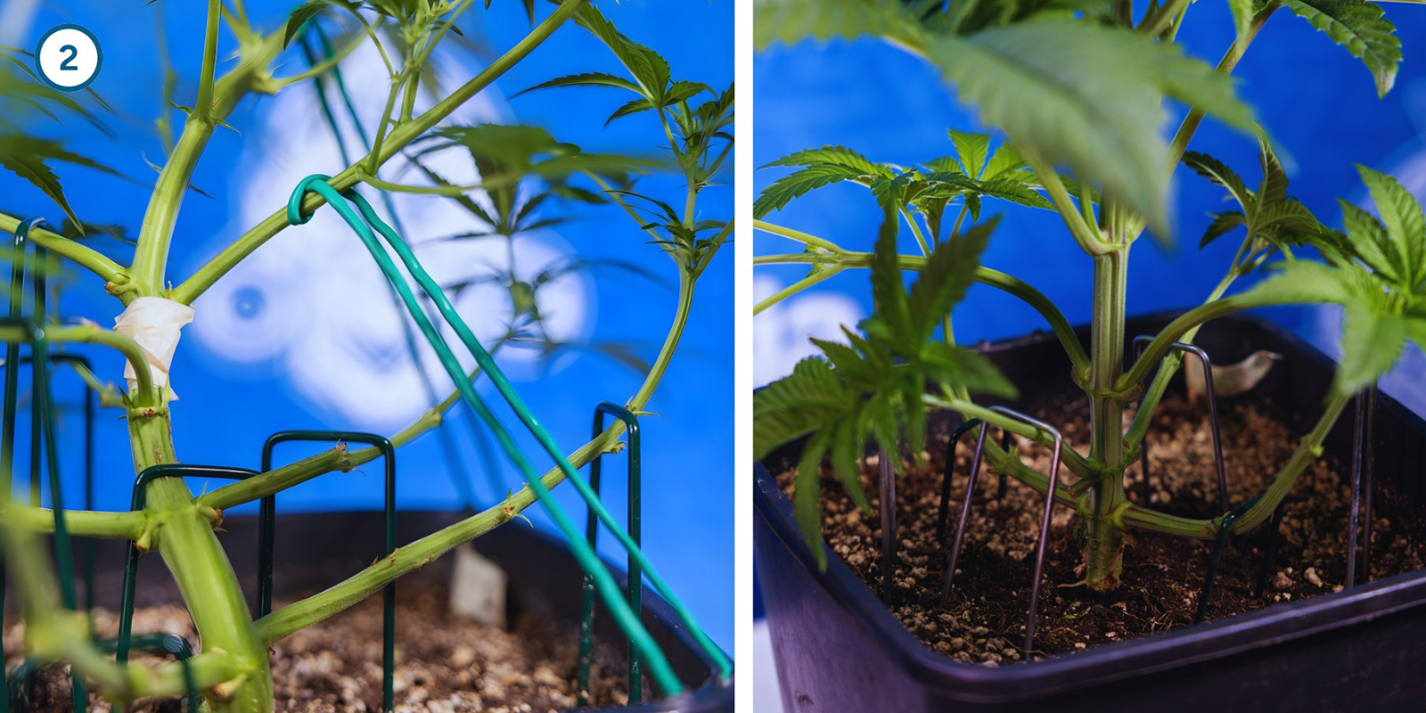 ScrOG étape par étape : installer le filet