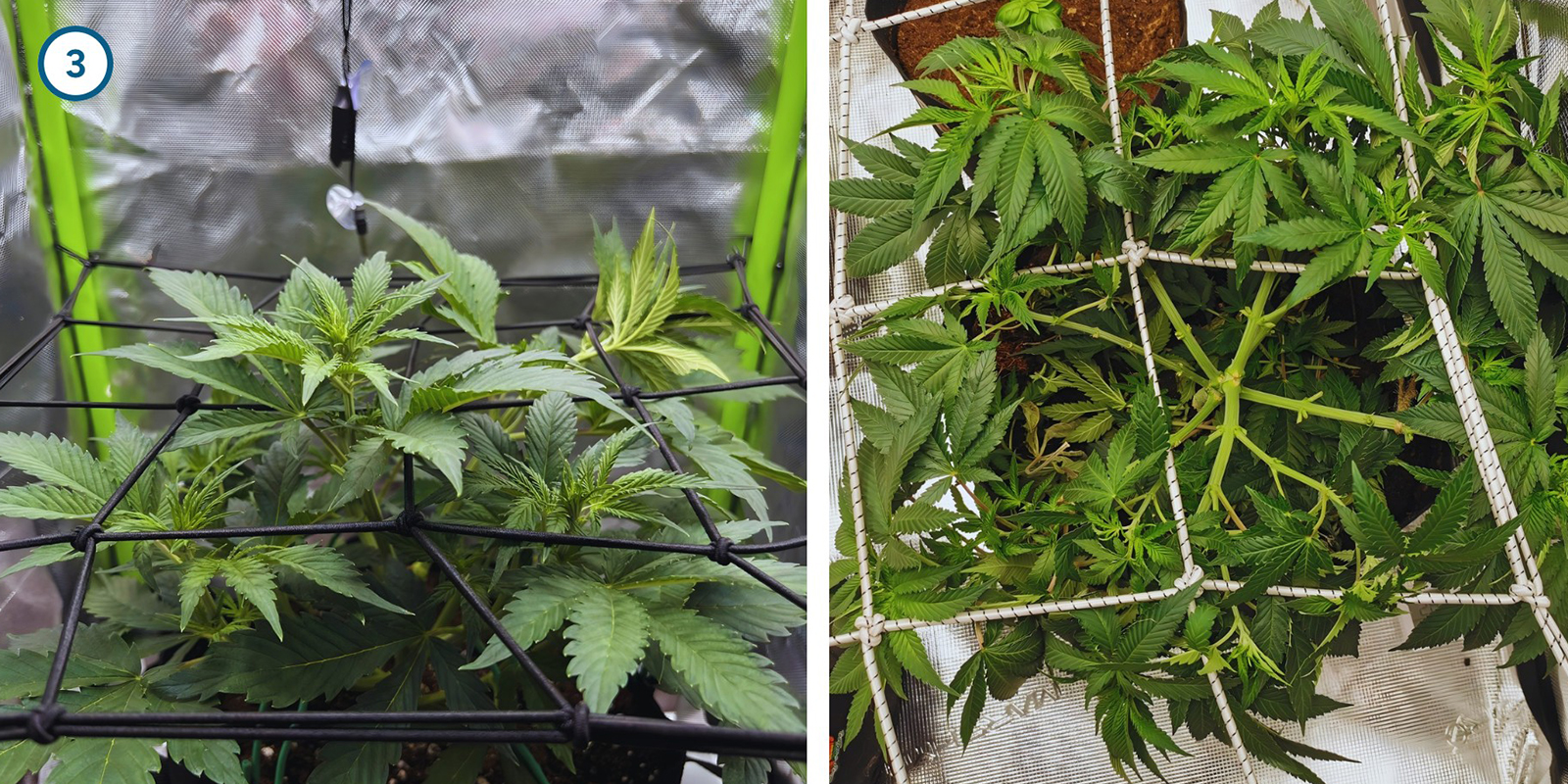 Techniques de palissage précoce Techniques de palissage précoce