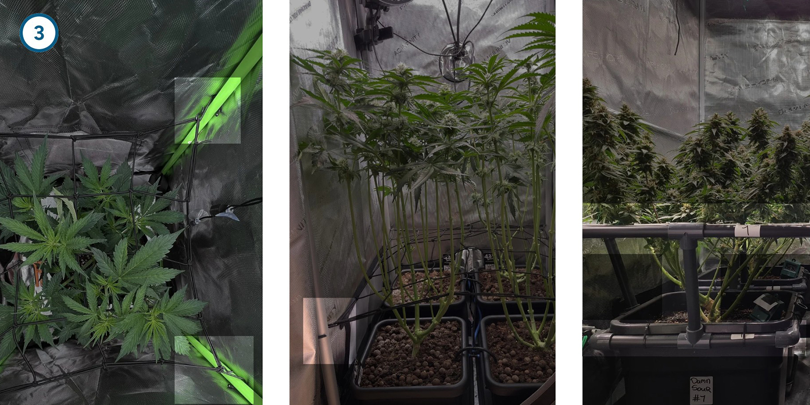 ScrOG étape par étape : installer le filet ScrOG étape par étape : installer le filet