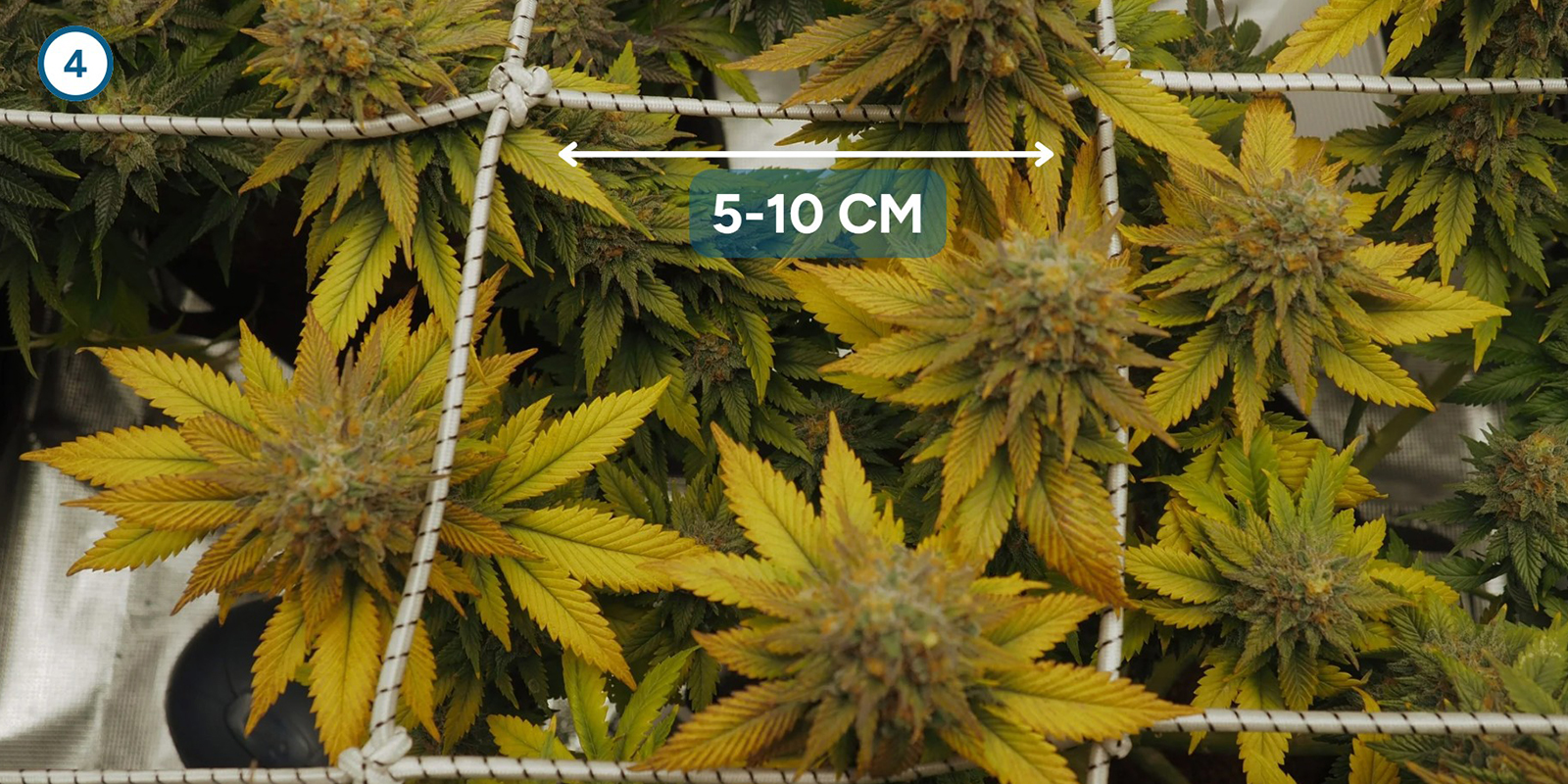 ScrOG étape par étape : installer le filet ScrOG étape par étape : installer le filet