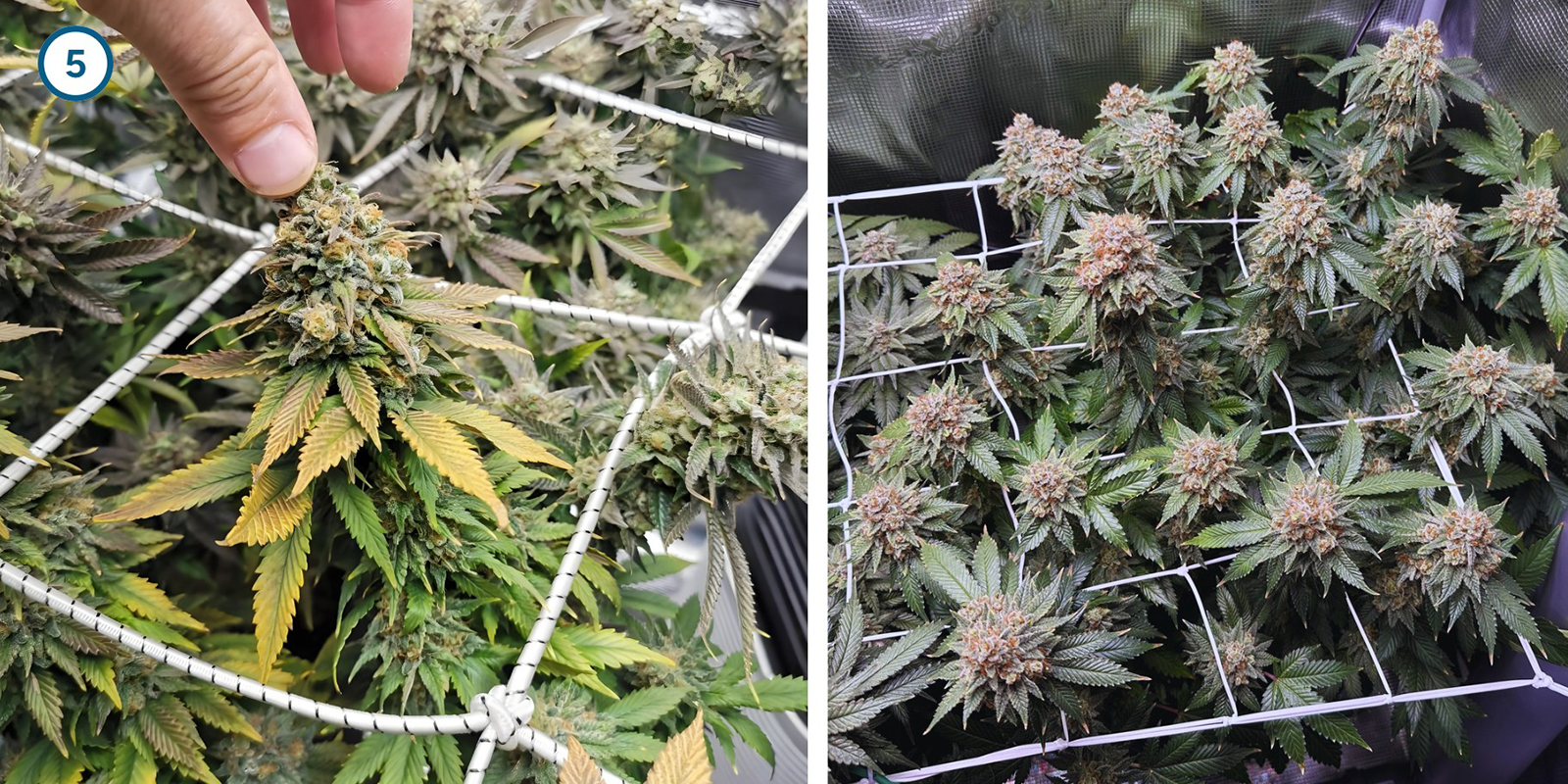 ScrOG étape par étape : installer le filet ScrOG étape par étape : installer le filet