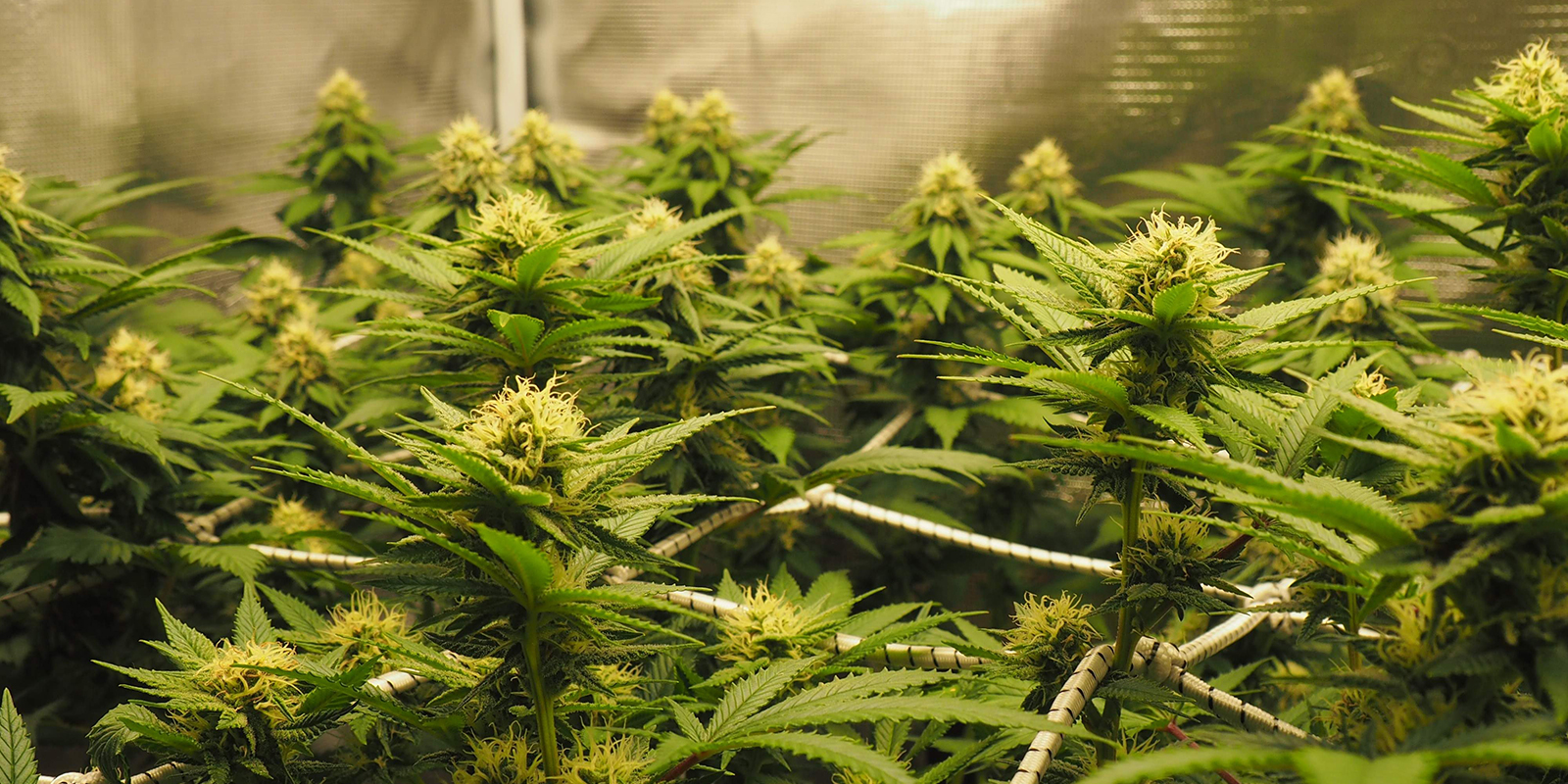 Choisir une variété de cannabis pour le ScrOG Choisir une variété de cannabis pour le ScrOG