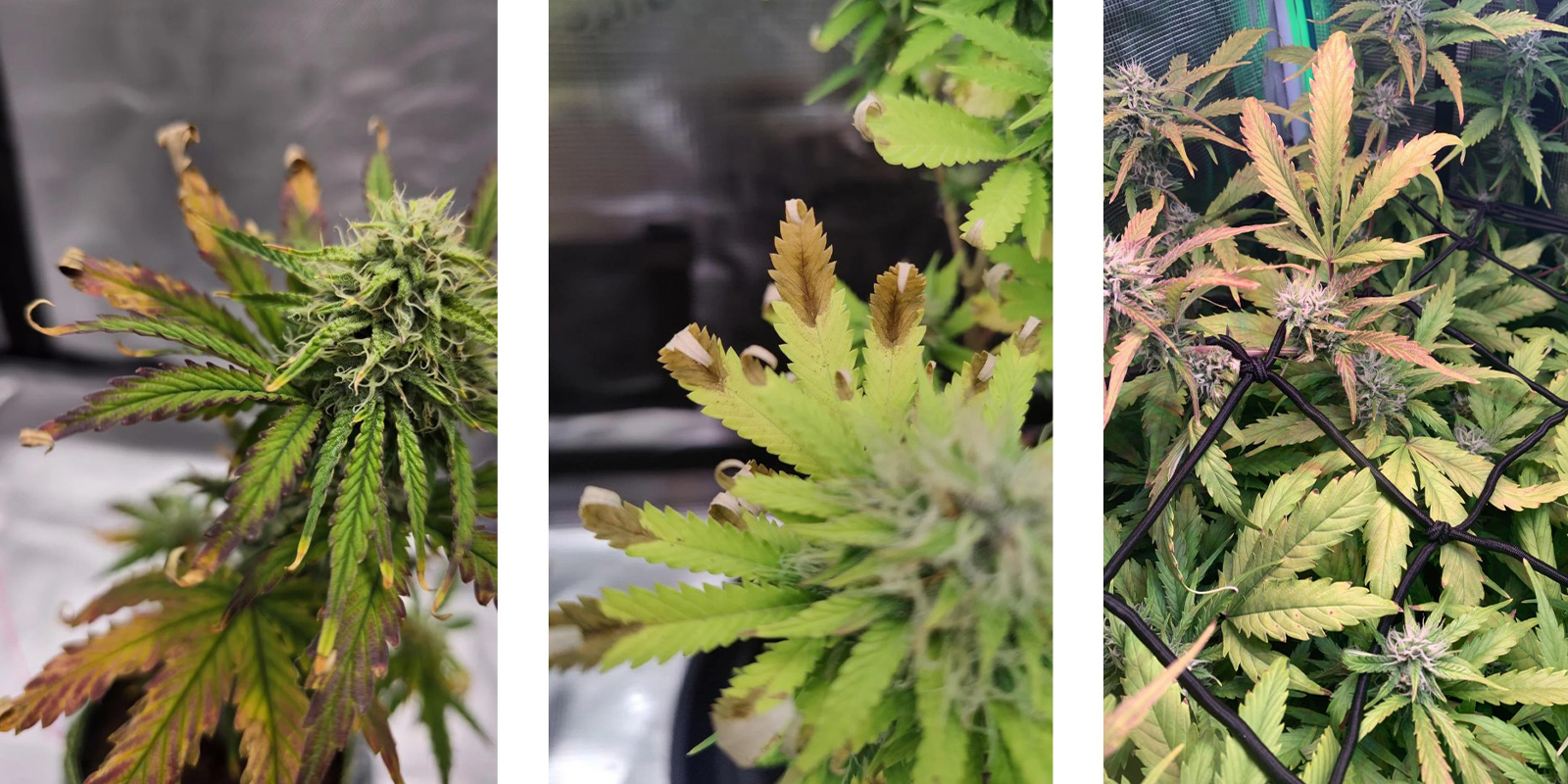 Brûlure lumineuse Brûlure lumineuse