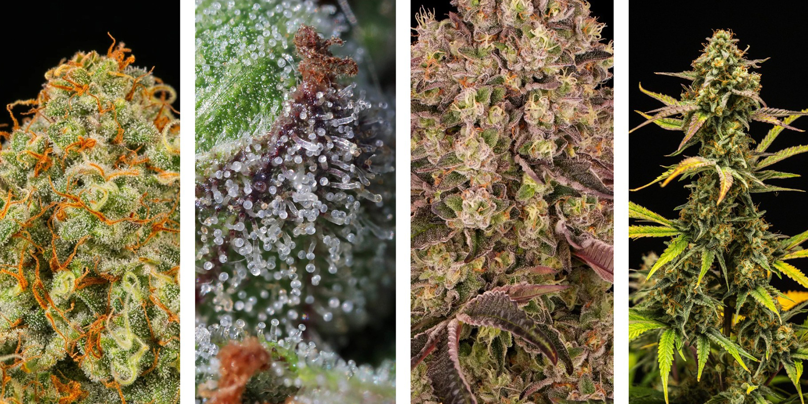 Signes qu’il est temps de récolter Signes qu’il est temps de récolter