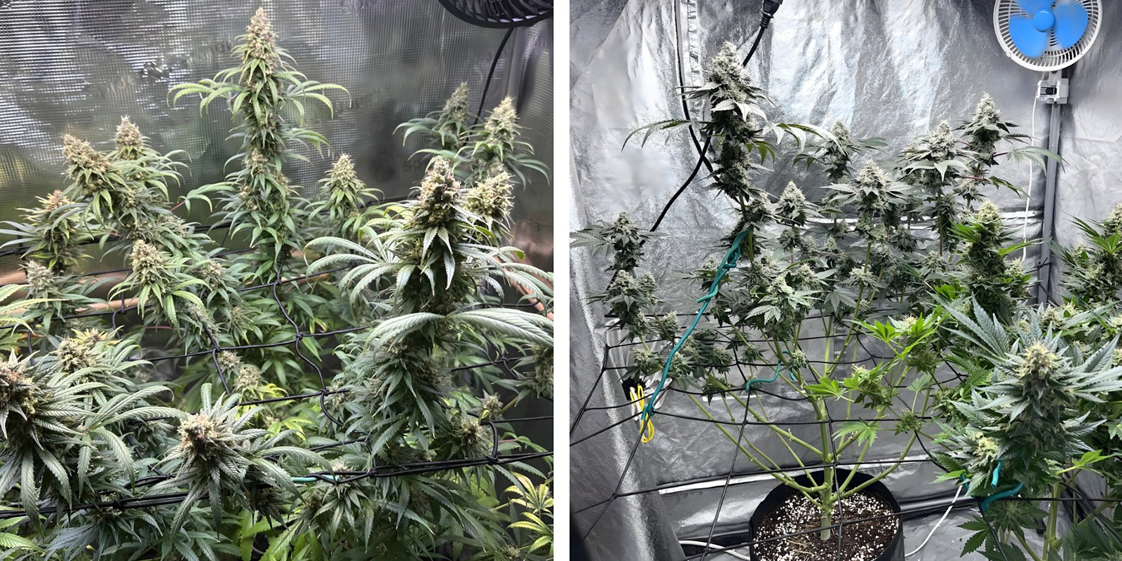 Croissance irrégulière Croissance irrégulière