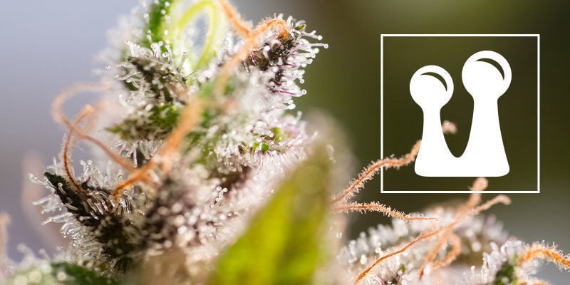 Tout Ce Qu'Il Faut Savoir Sur Les Trichomes