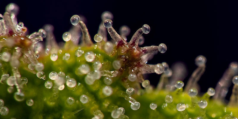 Exploitez les trichomes lorsqu’ils sont au pic de leur développement !