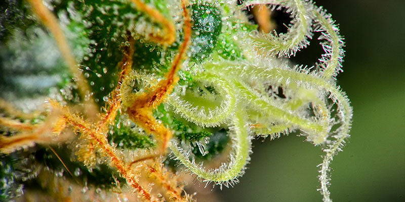 Trichomes non glandulaires