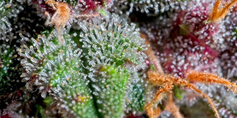 Types de trichomes