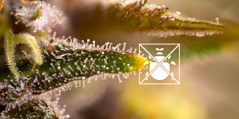 À quoi servent les trichomes ?