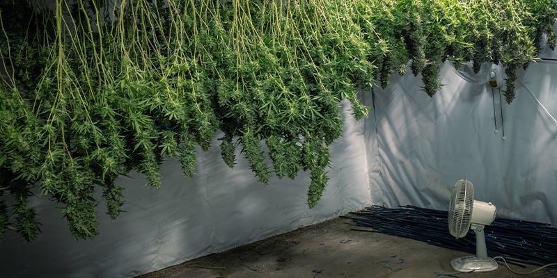 Comment préparer un espace de séchage pour le cannabis