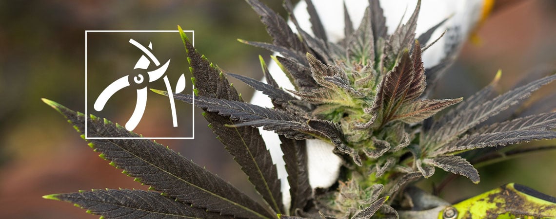 Comment récolter le cannabis