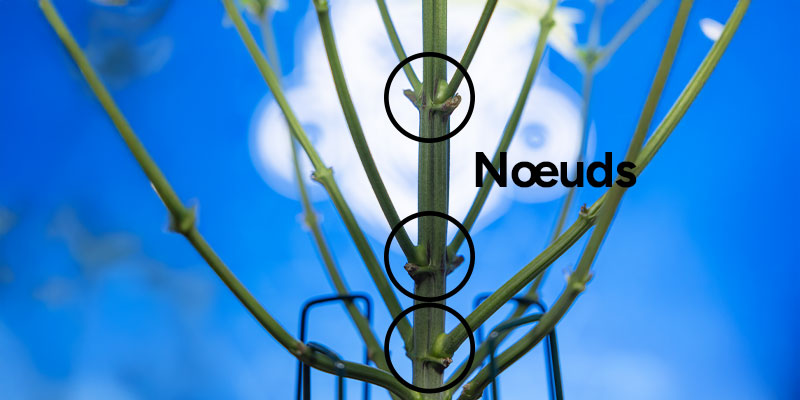 Étape 2 : tailler et manipuler les branches