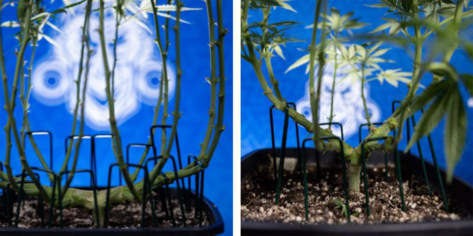 Lollipopping vs défoliation