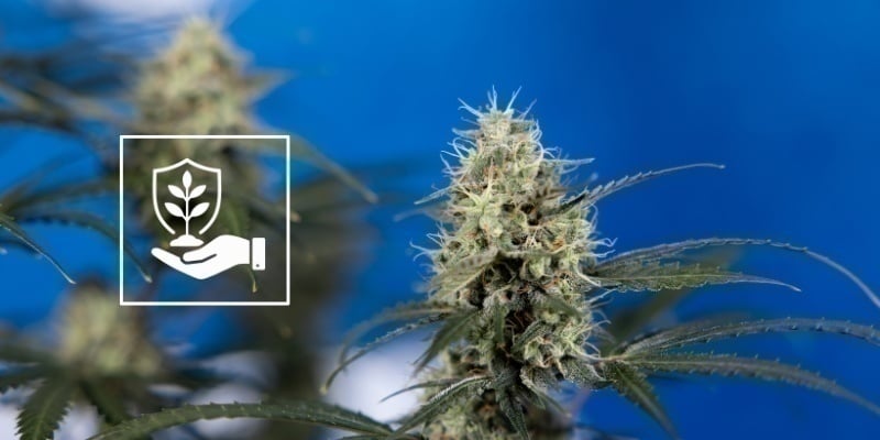 Entretien des plants après le lollipopping