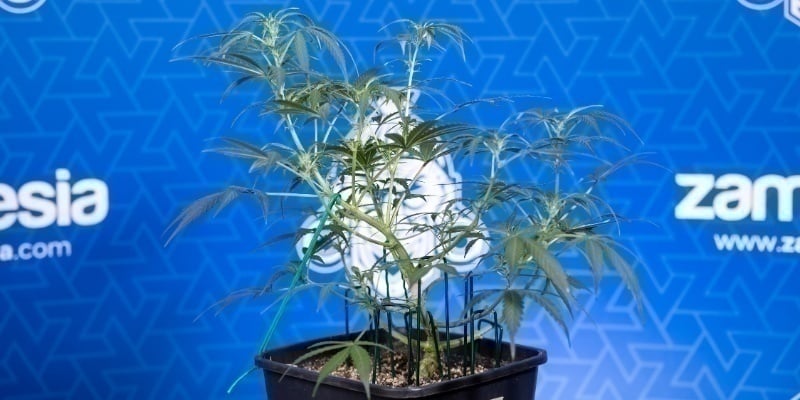 Signes qui indiquent que votre plant est prêt