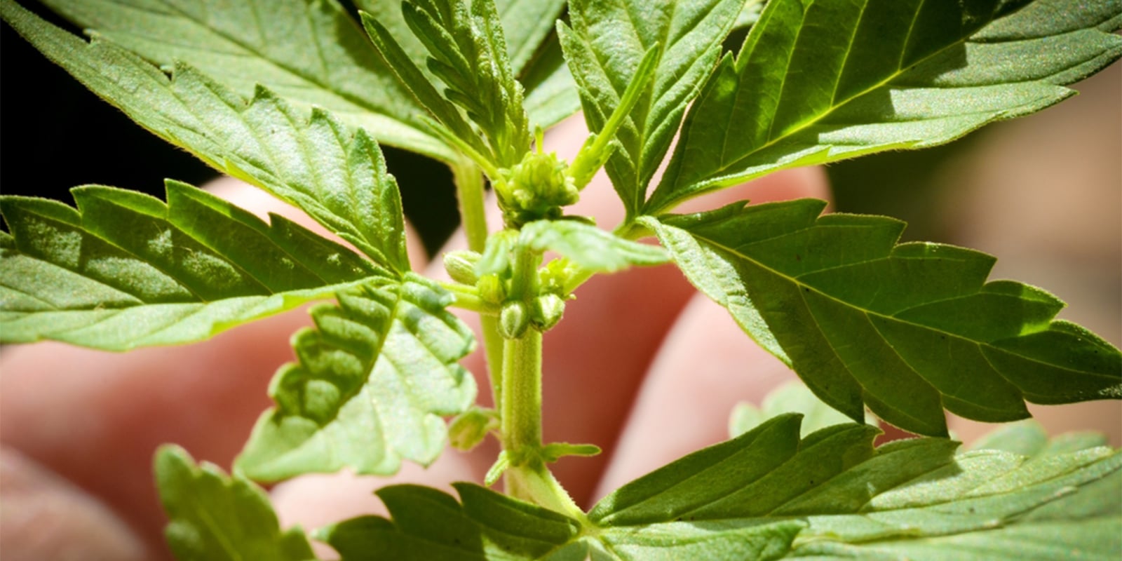 Erreurs fréquentes lors de l’identification du sexe des plants de cannabis Erreurs fréquentes lors de l’identification du sexe des plants de cannabis