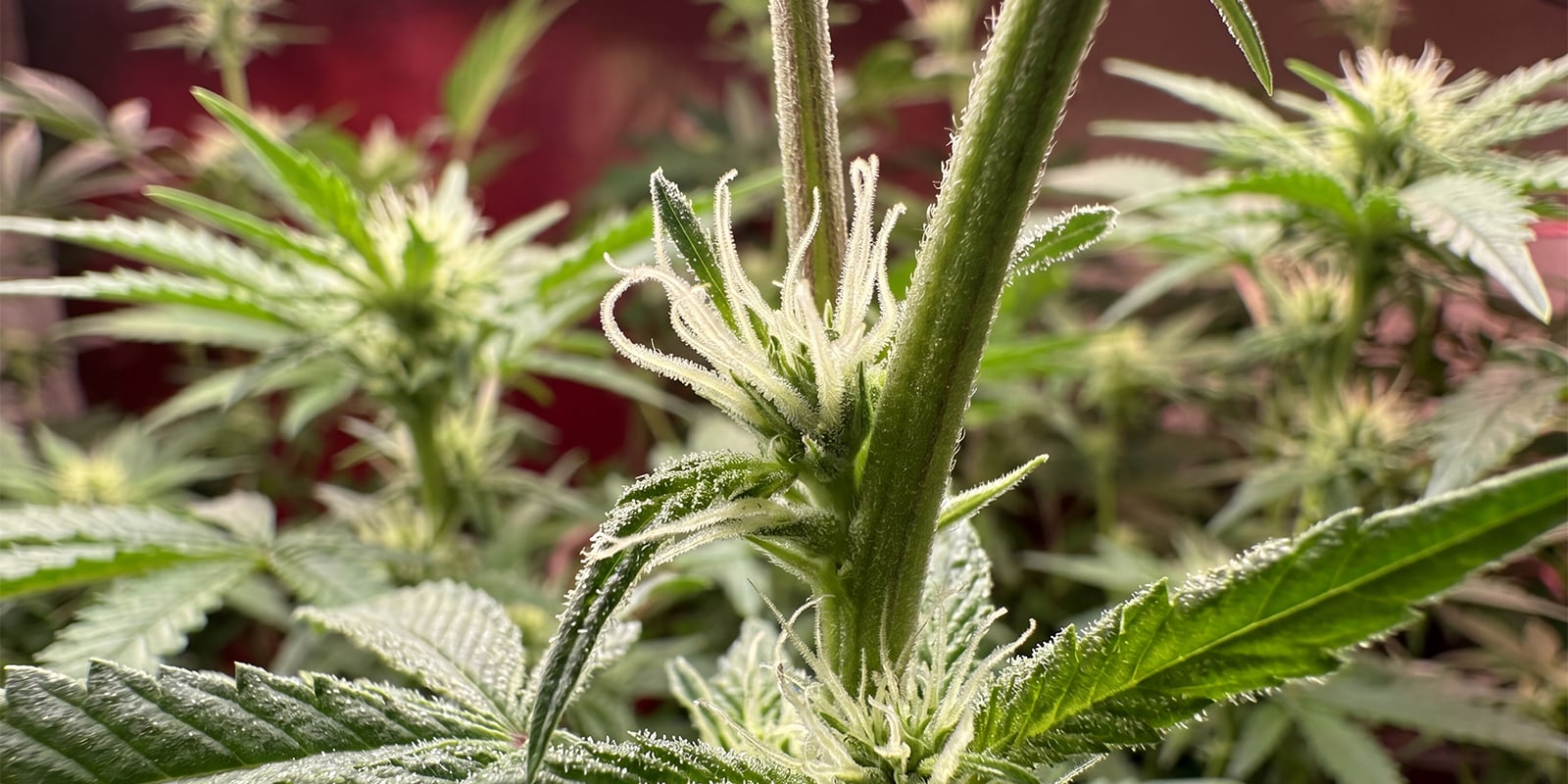 Premiers signes d&rsquo;un plant de cannabis femelle