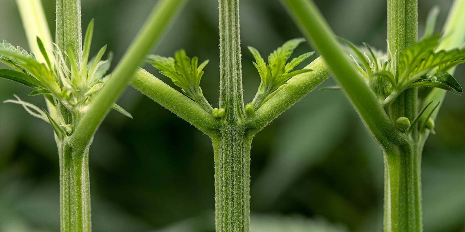 Premiers signes d&rsquo;un plant de cannabis m&acirc;le
