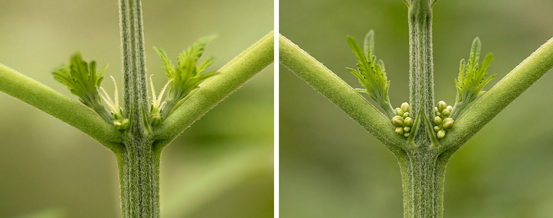 Comment identifier les plants de cannabis m&acirc;les vs femelles