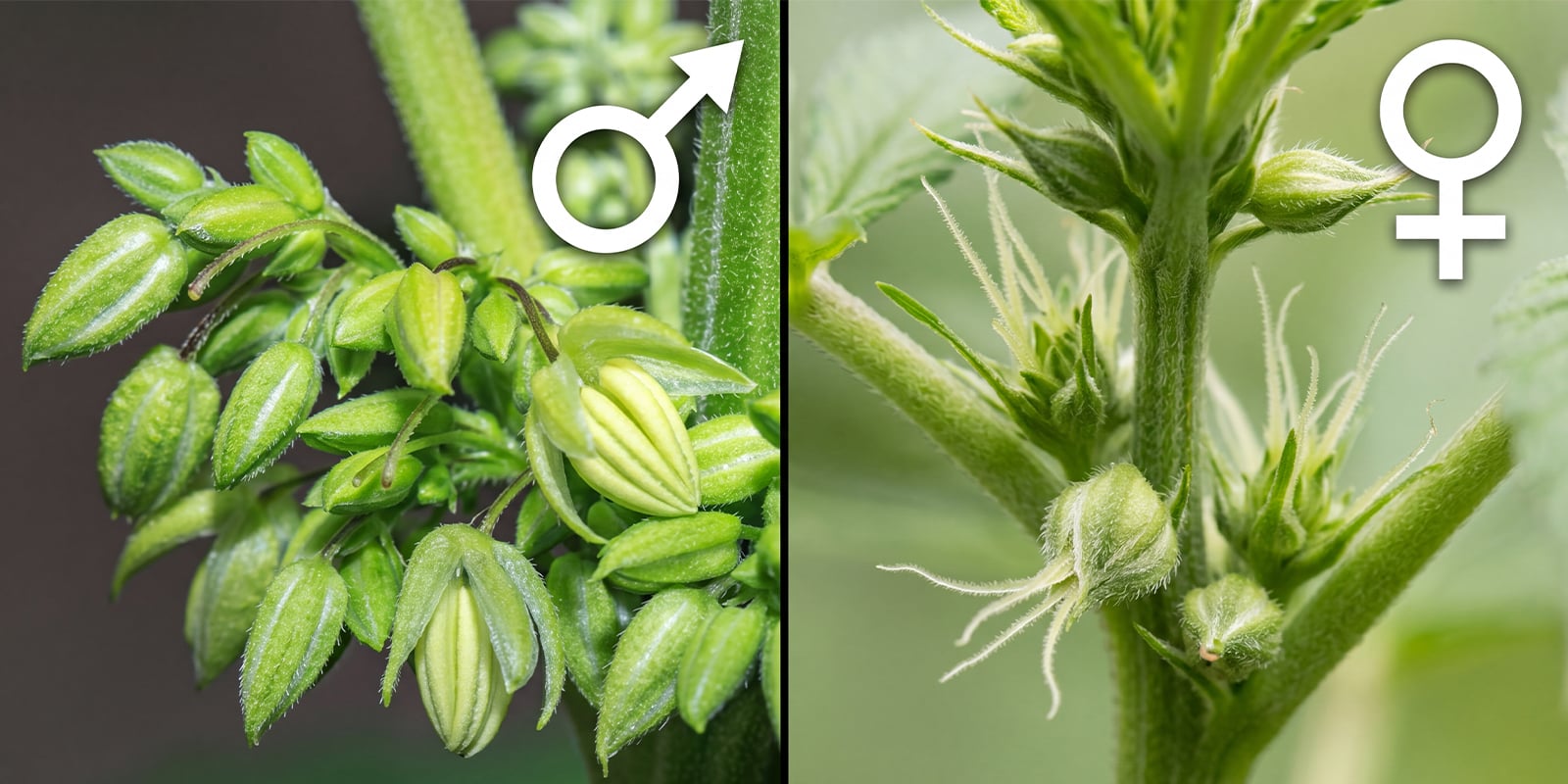 Plantes de weed m&acirc;les vs femelles : les diff&eacute;rences cl&eacute;s en un coup d&rsquo;&oelig;il