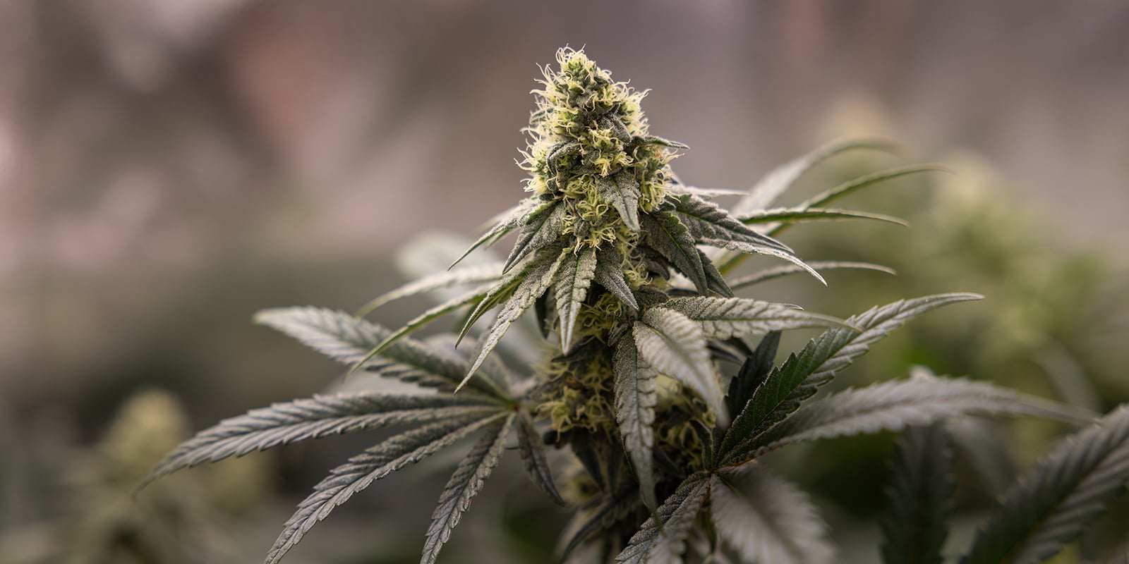 Comprendre les pr&eacute;-fleurs du cannabis