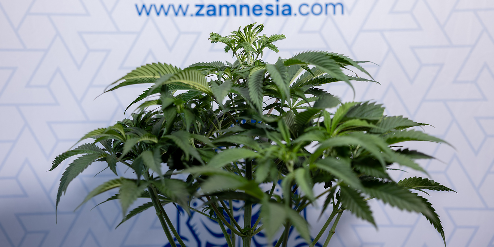 Quand peut-on savoir si un plant de cannabis est m&acirc;le ou femelle ?