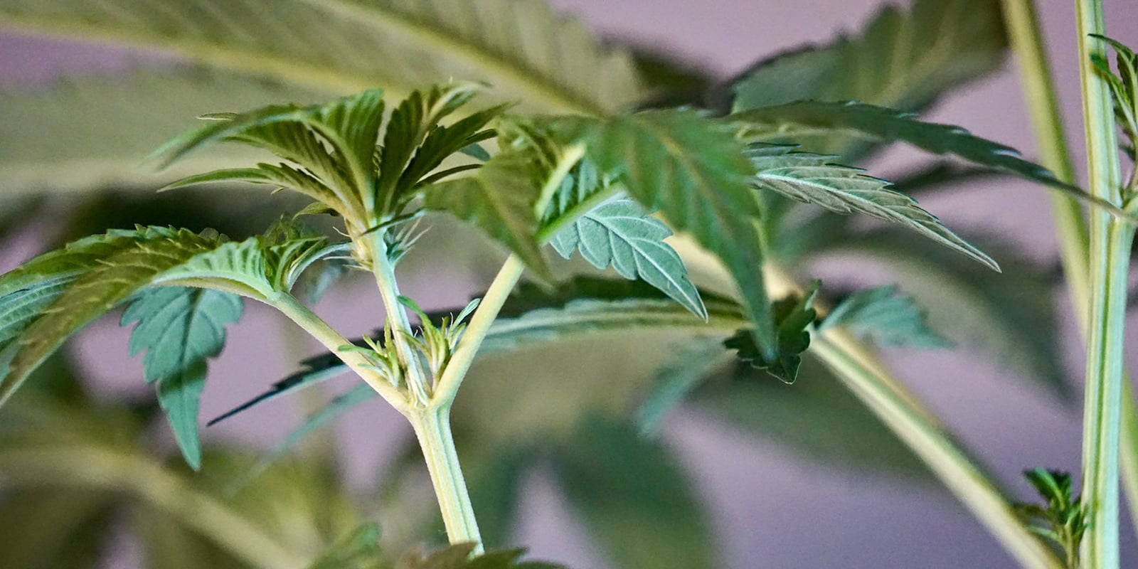 Premiers signes d’un plant de cannabis femelle Premiers signes d’un plant de cannabis femelle
