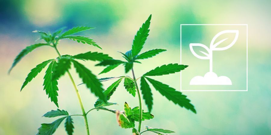 Que sont les plantules de cannabis?