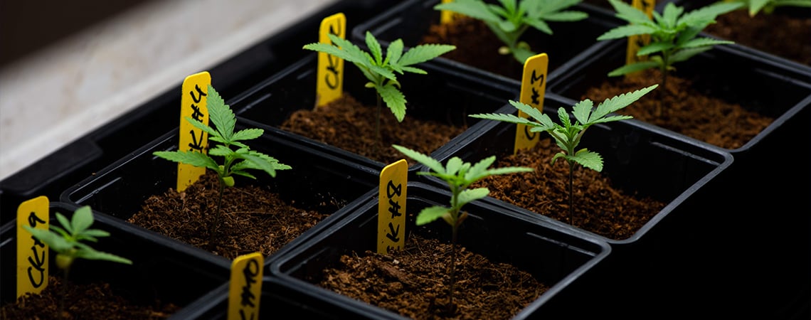 Plantule de cannabis Plantule de cannabis